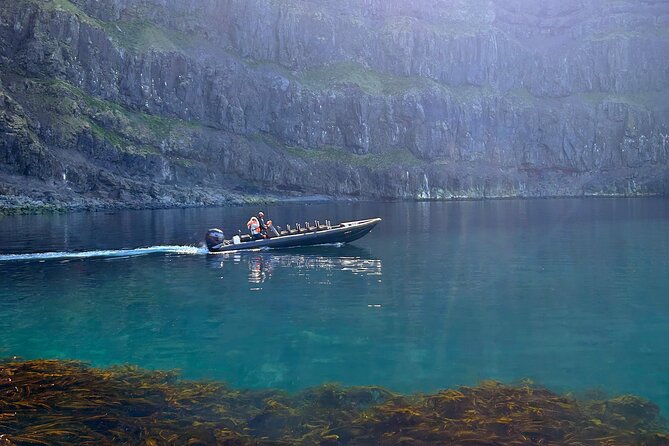 1 Hour Iceland Nature and Wildlife RIB Small Group Guided Safari - Starting at Hafnarhólmi in Bakkagerði