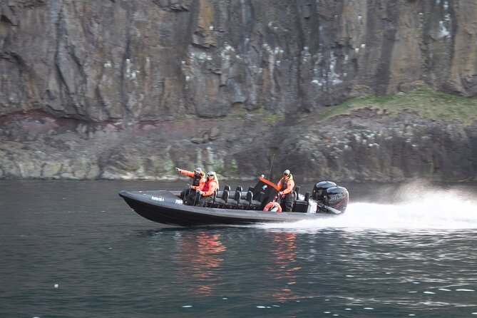1 Hour Iceland Nature and Wildlife RIB Small Group Guided Safari - A poor fit for a cruise-day schedule