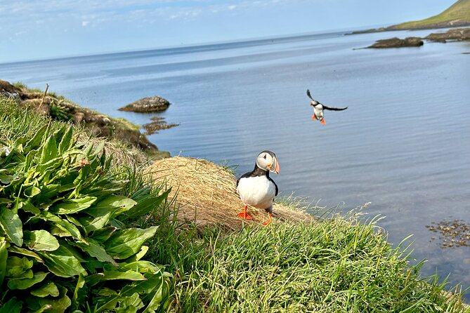 1 Hour Iceland Nature and Wildlife RIB Small Group Guided Safari - Weather, cancellations, and planning