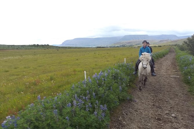 1+ hour Private Horse riding tour from Reykjavík/Mosfellsbær - Meeting Iceland’s horses in Mosfellsbær