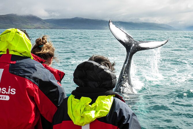 100% Whale Watching - The guide, the captain, and the rhythm of the trip