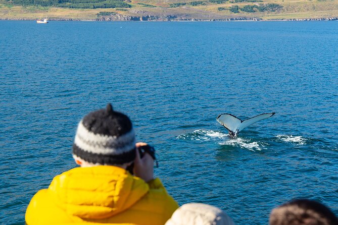 100% Whale Watching - Timing, value, and planning your day