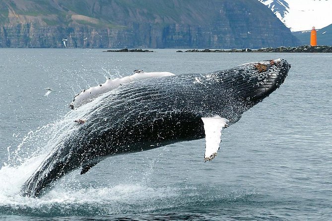 100% Whale Watching - Who should book this Hauganes whale tour?