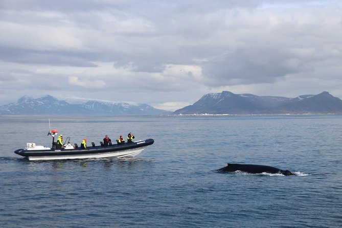 2-Hour RIB Boat Whale Watching Tour from Reykjavik - From Reykjavik’s Old Harbour to open water