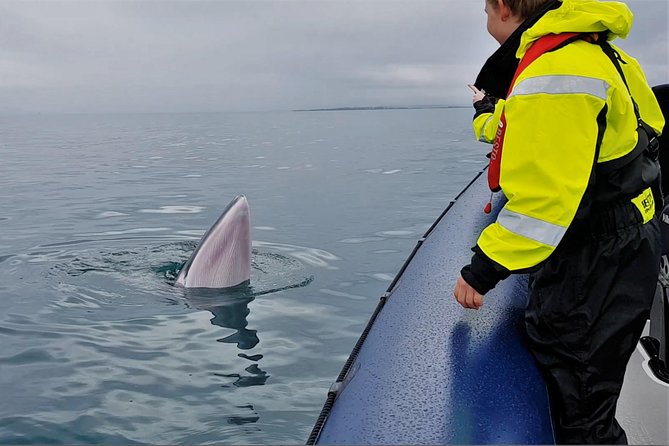 2-Hour RIB Boat Whale Watching Tour from Reykjavik - Searching Faxaflói Bay for whales and dolphins