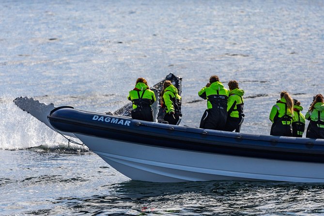 2-Hour RIB Boat Whale Watching Tour from Reykjavik - What a strong sighting can look like