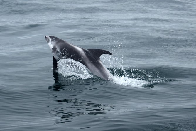 2-Hour RIB Boat Whale Watching Tour from Reykjavik - Akurey, Reykjavik’s summer puffin stop