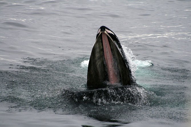 2-Hour RIB Boat Whale Watching Tour from Reykjavik - The guide and captain shape the experience