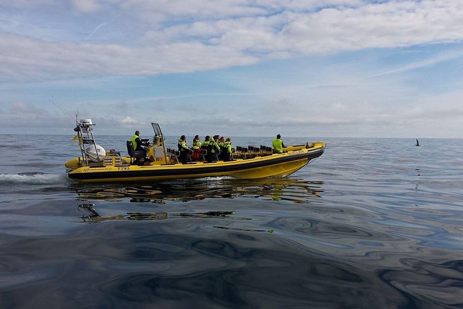 2 hour Round Trip in Vestmannaeyjar on a RIB Boat - Out toward Súlnasker and the outer islands