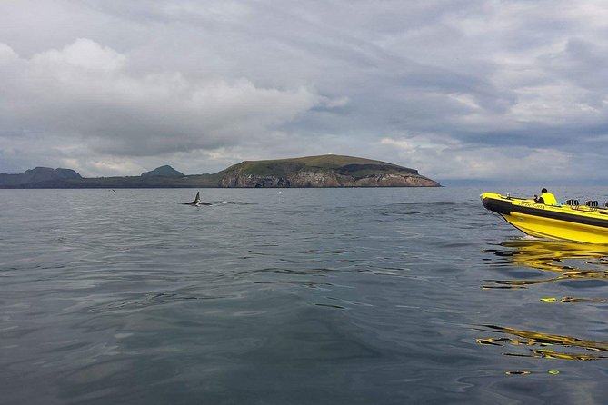 2 hour Round Trip in Vestmannaeyjar on a RIB Boat - What the small group changes
