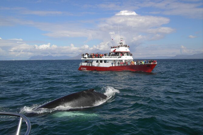 6 Day Iceland Ring Road Highlights Tour With Accommodation - Day 5: Akureyri, whale watching, and the northern coast