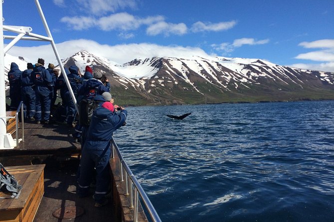 7-Day Complete Iceland: South Coast, Golden Circle, Akureyri & Snaefellsnes - Whale watching from Dalvík and the North Coast