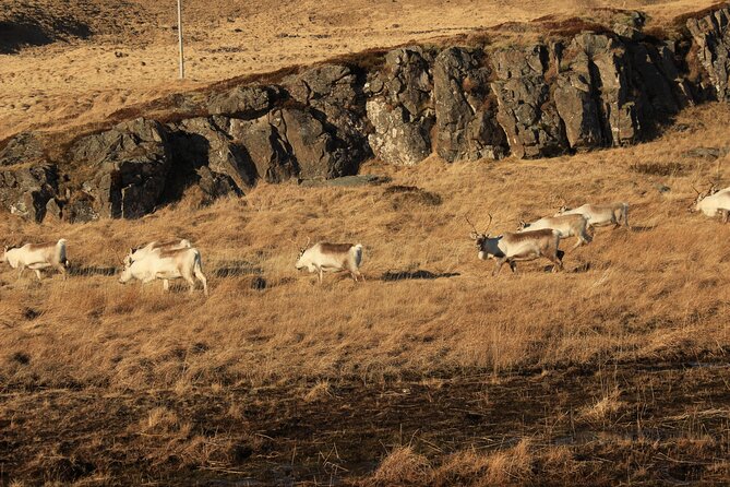 8 Day Winter Circle Tour, Ring Route of Iceland with Snæfellsnes Peninsula - Day 5: Lake Mývatn’s volcanic side