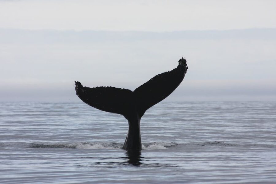 Akureyri: 2-Hour Whale Watching Express by RIB Speedboat - My Verdict: A Strong Choice for Active Whale Watchers