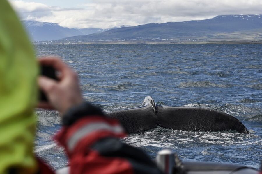 Akureyri: 2-Hour Whale Watching Express by RIB Speedboat - Why Eyjafjordur Is Such a Good Whale-Watching Area