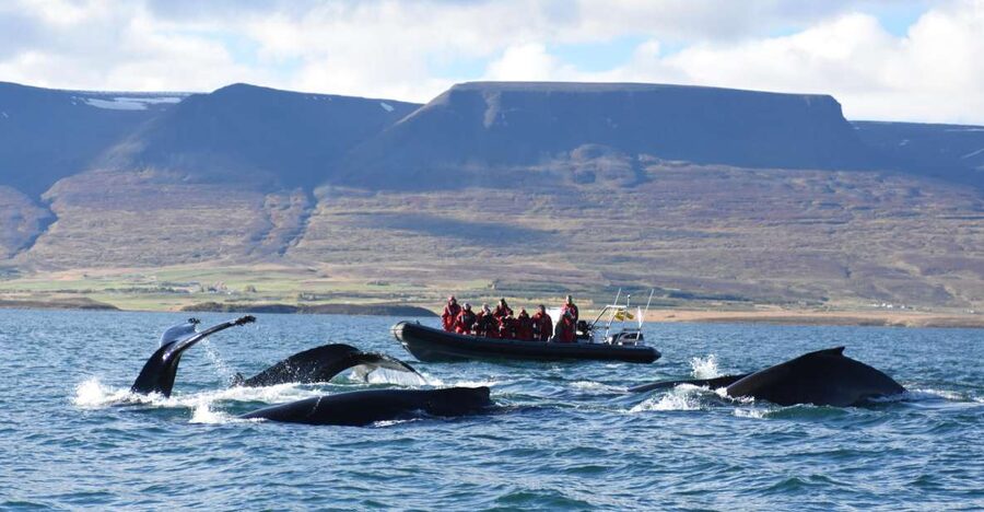 Akureyri: 2-Hour Whale Watching Express by RIB Speedboat - Searching for Humpbacks Across the Fjord