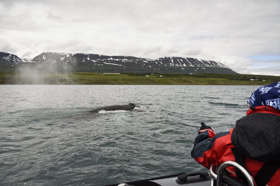 Akureyri: 2-Hour Whale Watching Express by RIB Speedboat - The $200 Question: What Are You Paying For?