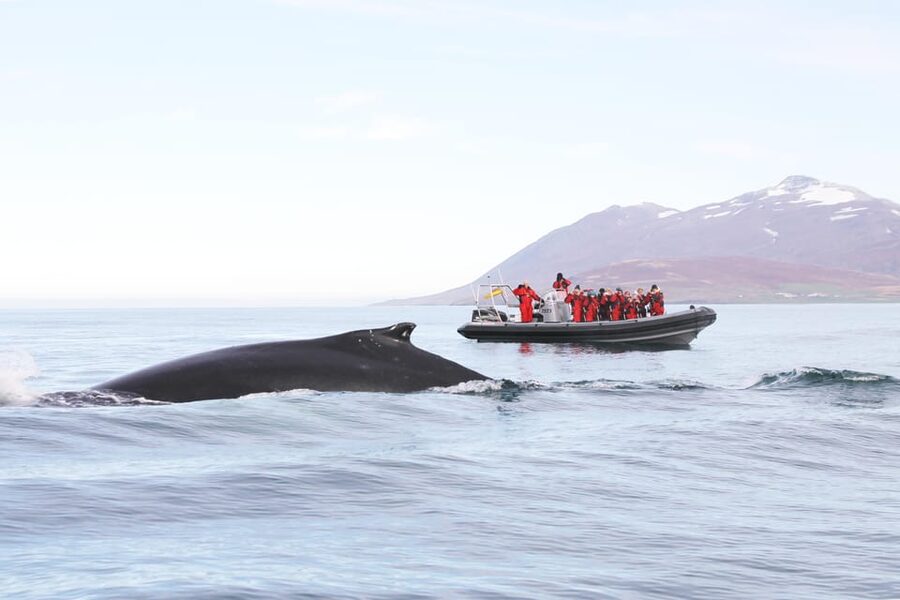 Akureyri: 2-Hour Whale Watching Express by RIB Speedboat - The RIB Ride: Fast, Low, and Surprisingly Physical
