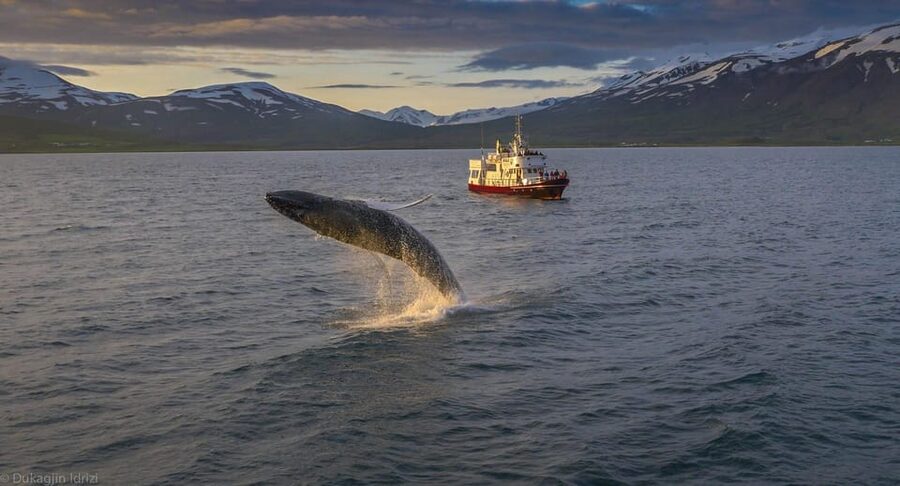 Akureyri: 3-Hour Classic Whale Watching Tour by Ship - Finding humpbacks in their feeding area