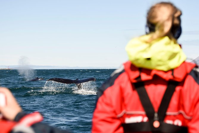 Akureyri Express Whale Watching by RIB boat - Leaving Akureyri for Eyjafjordur