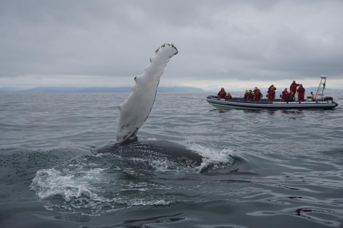 Akureyri Express Whale Watching by RIB boat - Watching for blows, fins, and rolling backs