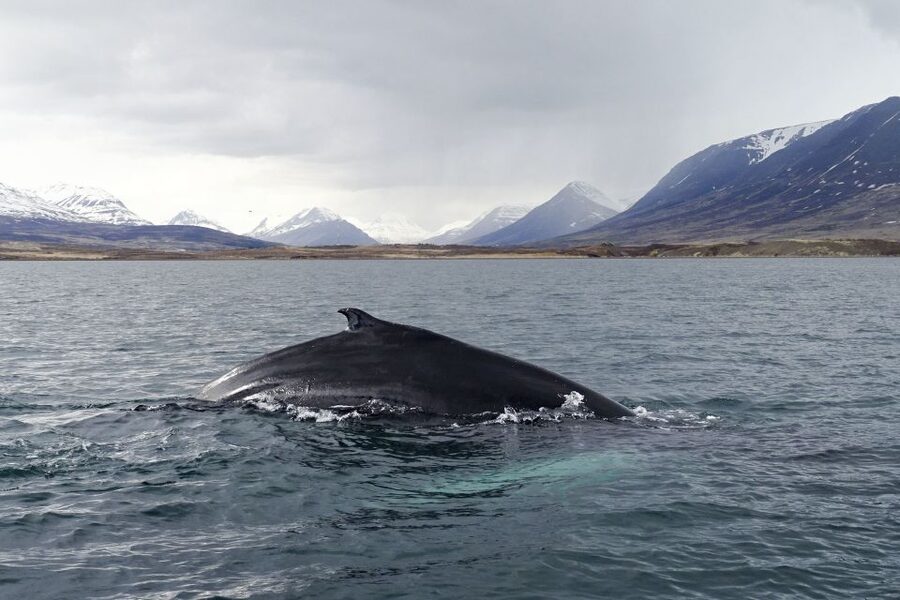 Akureyri: Whale Watching in the Midnight Sun - What the Boat Provides