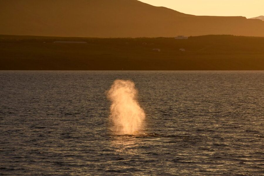 Akureyri: Whale Watching in the Midnight Sun - Should You Book the Akureyri Midnight Sun Whale Watch?