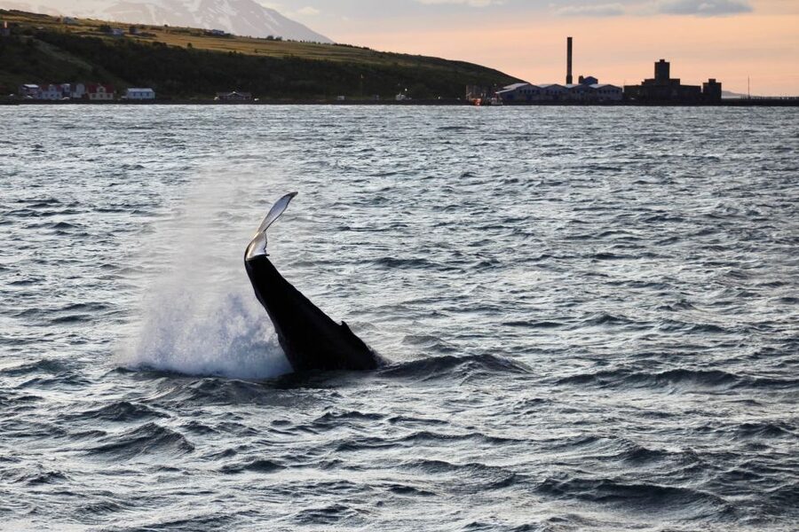 Akureyri: Whale Watching in the Midnight Sun - Finding Humpback Whales in Open Water