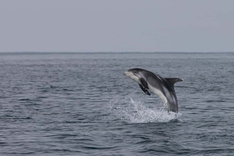 Akureyri: Whale Watching Shore Excursions - Searching for humpbacks and minke whales