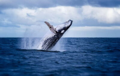 Whale Watching Shore Excursions