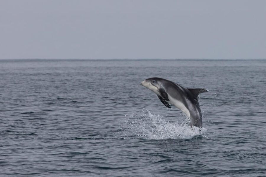 Akureyri: Whale Watching Tour & Forest Lagoon Entrance - What the whale trip can and cannot promise
