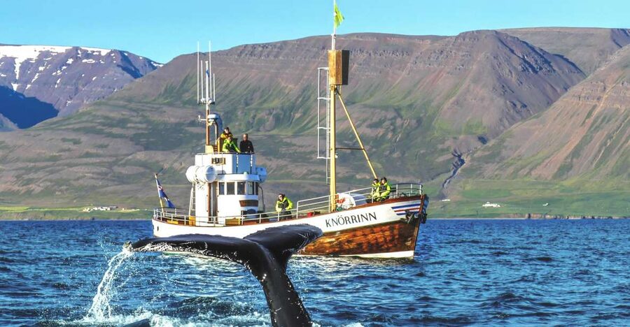 Árskógssandur: Whale-Watching Boat Trip - Why Árskógssandur makes a good whale-watching base