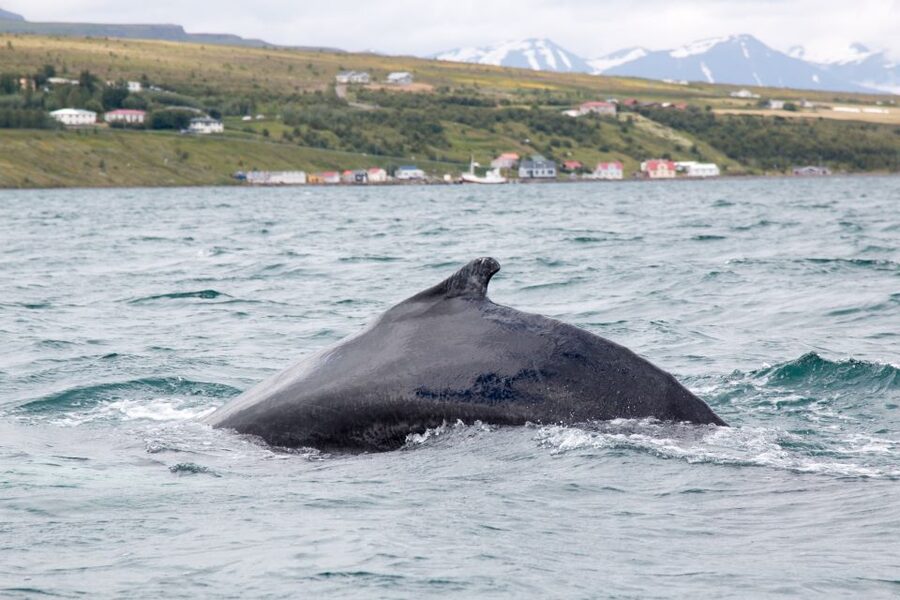 Árskógssandur: Whale-Watching Boat Trip - Finding humpback whales in Eyjafjörður