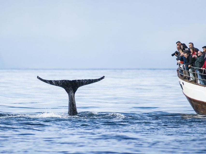 Árskógssandur: Whale-Watching Boat Trip - Dolphins, porpoises, puffins, and seabirds