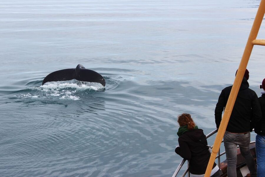 Árskógssandur: Whale-Watching Boat Trip - Is $96 a fair price?