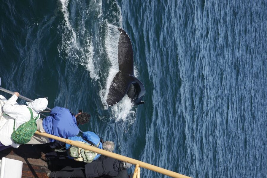 Árskógssandur: Whale-Watching Boat Trip - Should you book the Árskógssandur whale trip?