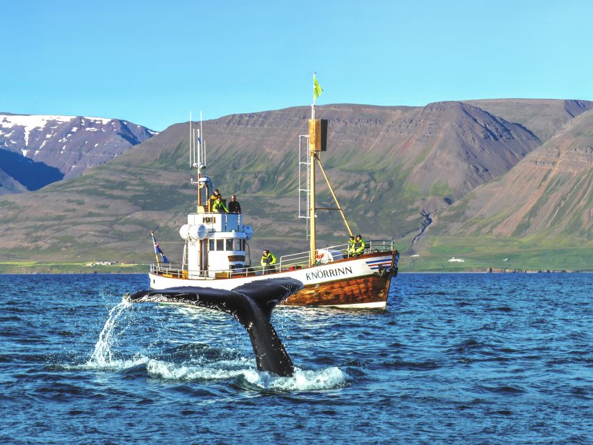 Árskógssandur: Whale-Watching Boat Trip - What the 2.5-hour cruise feels like