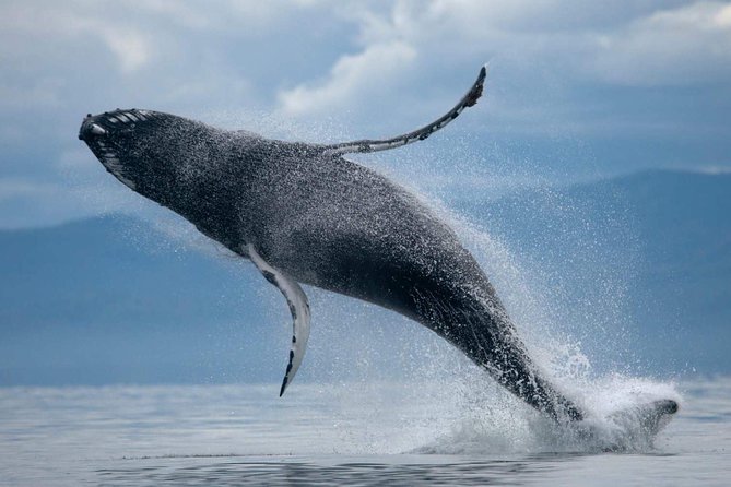 ATV & Whale Watching Full day adventure in Reykjavik - One day, two sides of Reykjavik