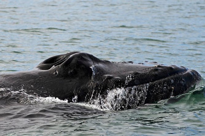 ATV & Whale Watching Full day adventure in Reykjavik - Who will enjoy this full-day outing