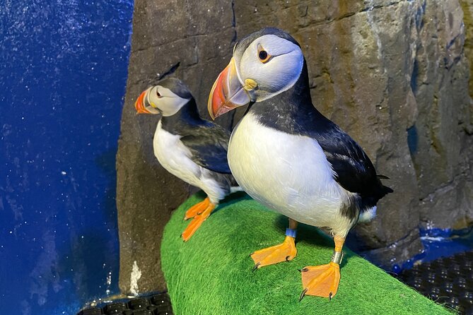 Beluga and Puffin Sanctuary Visitor Centre with Aquarium - Puffins, Feeding Time, and the Native Species Aquarium