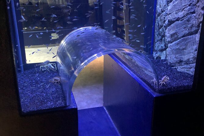 Beluga and Puffin Sanctuary Visitor Centre with Aquarium - A Forty-Minute Stop That Works Best With a Plan