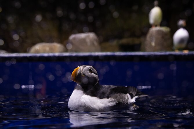 Beluga and Puffin Sanctuary Visitor Centre with Aquarium - What the Puffin Hospital Adds
