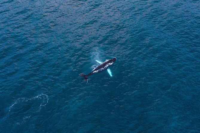Big Whales & Puffins RIB boat tour from Húsavík - Lundey and the summer puffin season