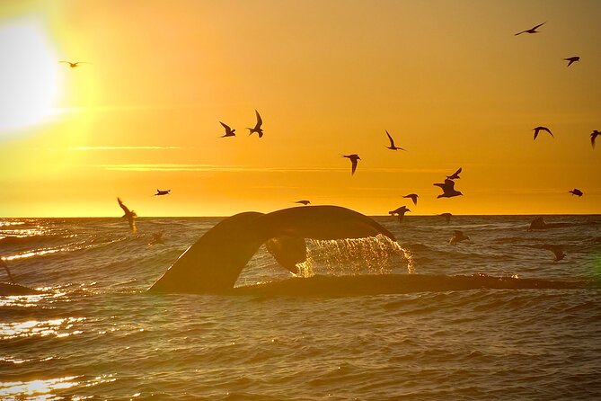 Big Whales & Puffins RIB boat tour from Húsavík - The Húsavík location matters more than the listing headline