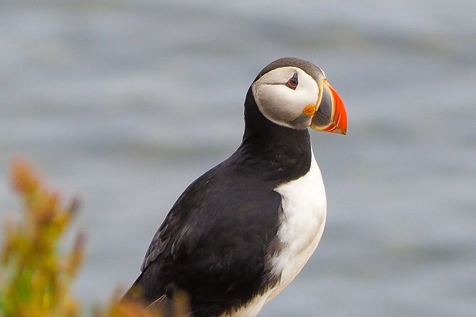 Big Whales & Puffins RIB boat tour from Húsavík - Weather cancellations and simple booking rules