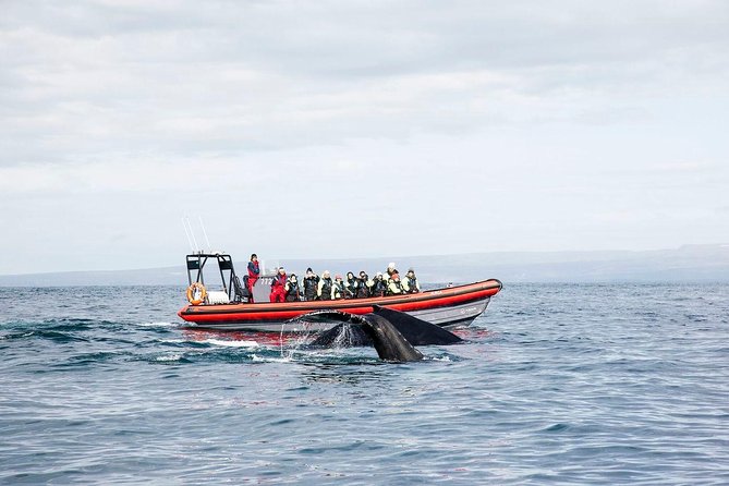 Big Whales & Puffins RIB boat tour from Húsavík - A guide, a captain, and room to ask questions