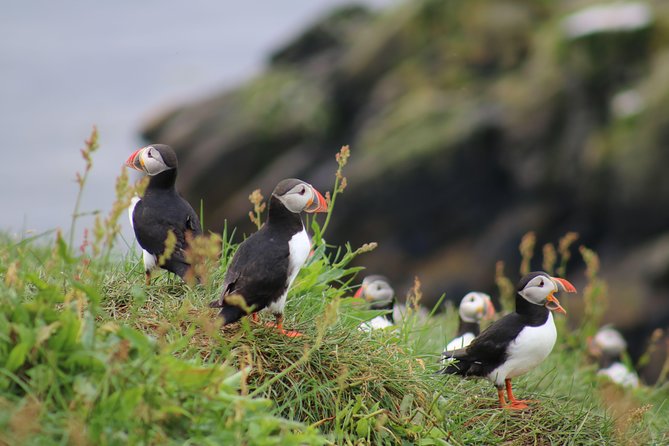 Classic Puffin Watching Cruise from Downtown Reykjavík - Puffins Only 15 Minutes from Reykjavík