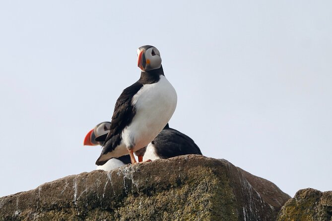 Classic Puffin Watching Cruise from Downtown Reykjavík - Photography: Bring Reach, Not Just Enthusiasm
