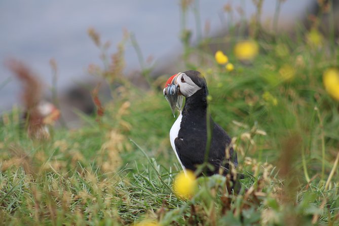 Classic Puffin Watching Cruise from Downtown Reykjavík - Reykjavík Views on the Way Out