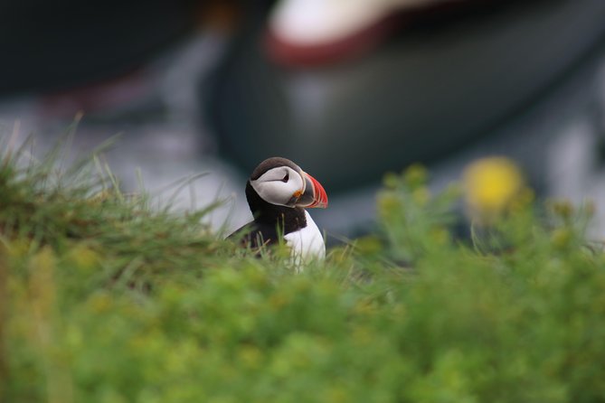 Classic Puffin Watching Cruise from Downtown Reykjavík - Is the $60 Price Good Value?